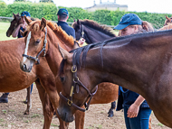 KS300622-12 - Cupboard Love & foal by Territories